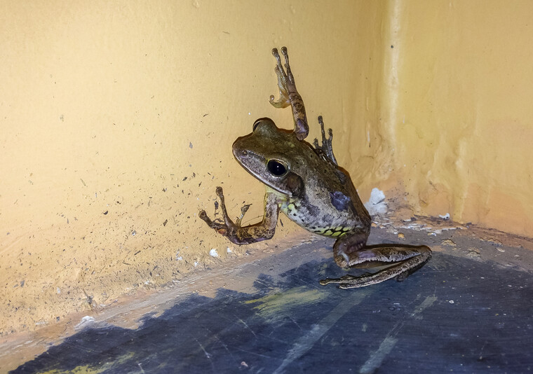 India 2014 - Goa 005.jpg